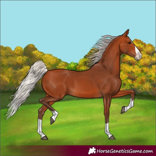 Horse Color:Silver Bay Splash 