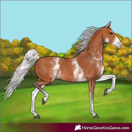 Horse Color:White Spotted Silver Bay Splash 
