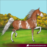 Horse Color:White Spotted Silver Bay Splash 