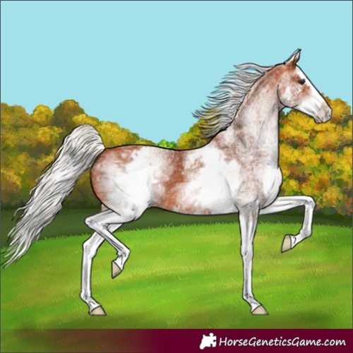 Horse Color:Unknown 