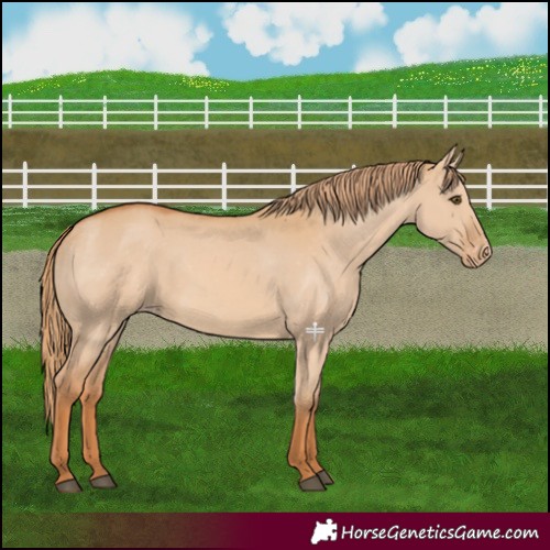 Horse Color:Red Dun Appaloosa 