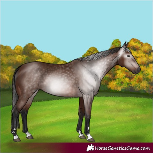 Horse Color:Gray Bay 