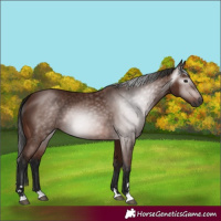 Horse Color:Gray Bay 