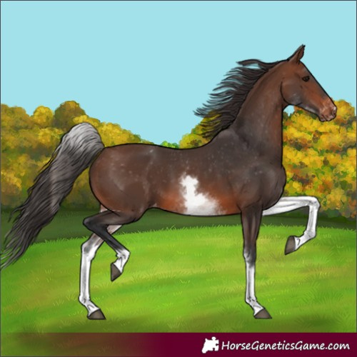 Horse Color:White Spotted Brown Varnish 