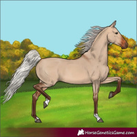 Horse Color:Silver Bay Dun