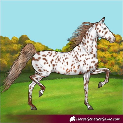 Horse Color:Chestnut Near Leopard 