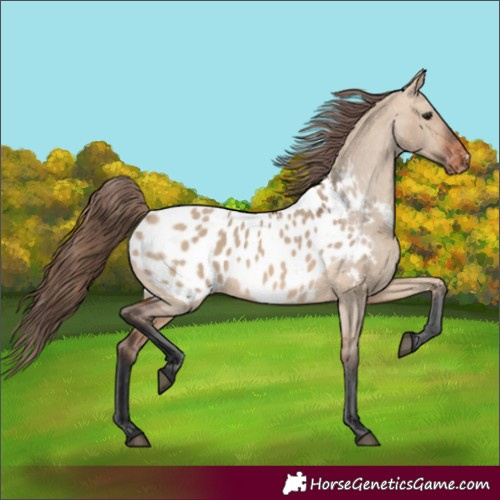 Horse Color:Bay Dun Appaloosa 