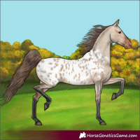 Horse Color:Bay Dun Appaloosa 