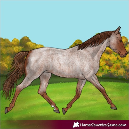 Horse Color:Red Roan 