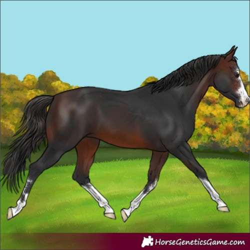 Horse Color:Brown 