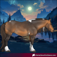 Horse Color:Buckskin Tobiano
