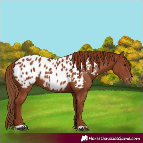 Horse Color:Chestnut Appaloosa