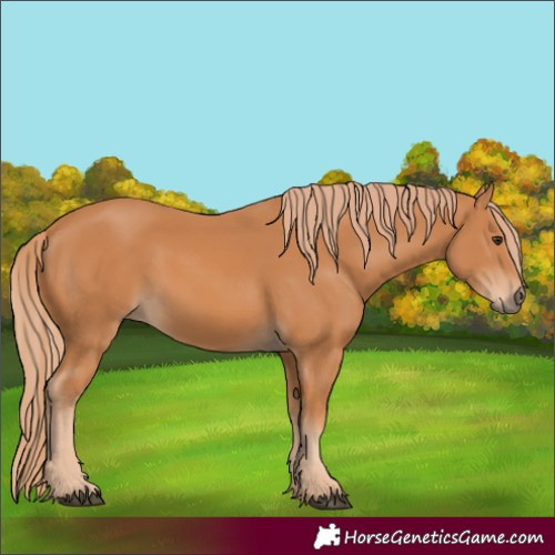 Horse Color:Chestnut 