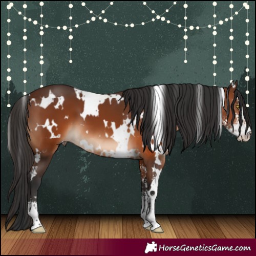 Horse Color:White Spotted Brown Sabino