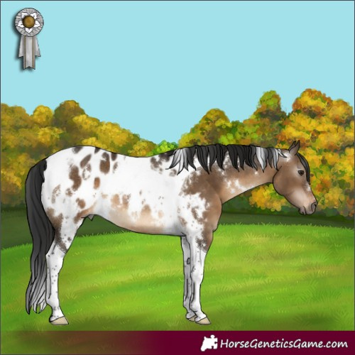 Horse Color:Gray White Spotted Brown Dun Tobiano Blanket Rabicano 