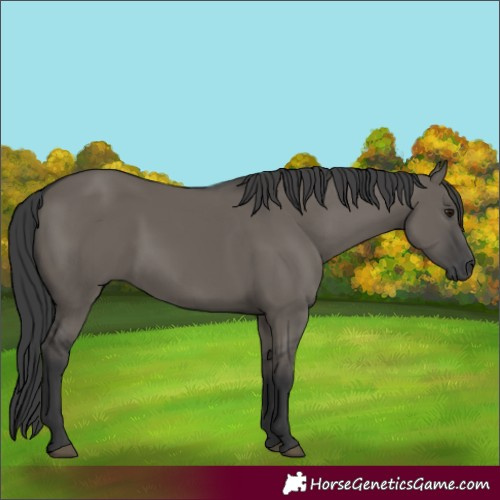 Horse Color:Grullo 