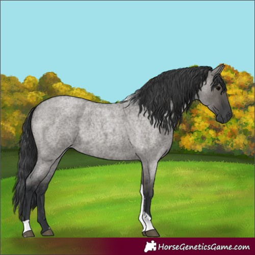 Horse Color:Grullo Roan Tobiano