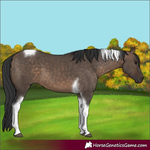 Horse Color:Brown Dun Tobiano