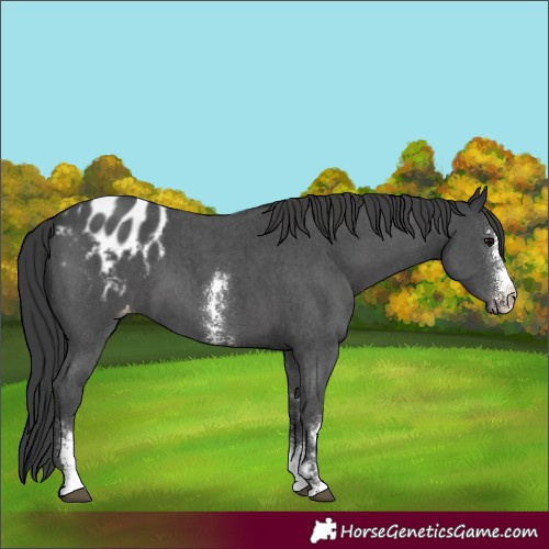 Horse Color:Black Sabino Appaloosa