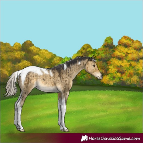 Horse Color:Silver Buckskin Dun Tobiano Rabicano Brindle 