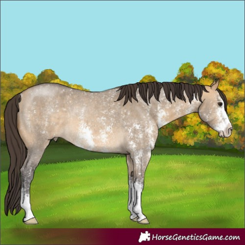 Horse Color:Buckskin Dun Sabino Rabicano 
