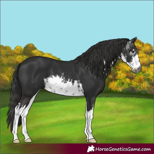 Horse Color:Gray White Spotted Liver Chestnut
