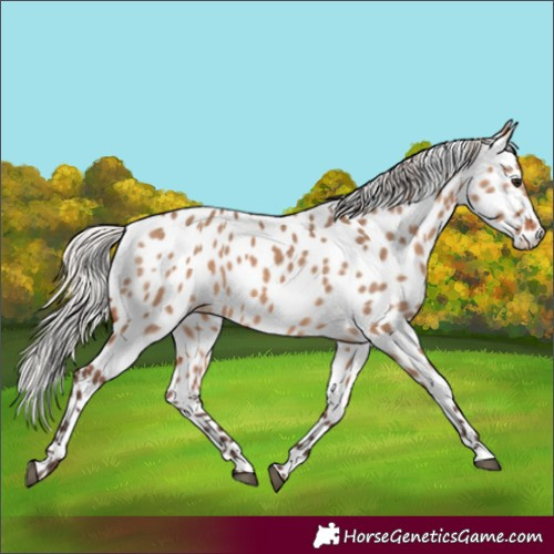 Horse Color:Silver Brown Dun Leopard 