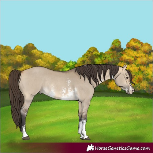 Horse Color:Buckskin Dun Sabino Rabicano 