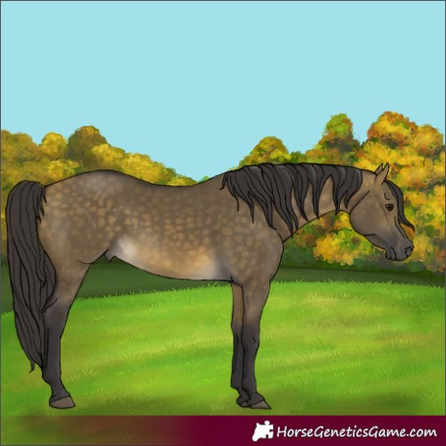 Horse Color:Buckskin Dun 