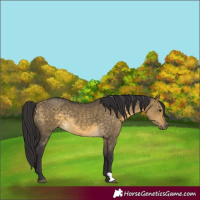 Horse Color:Buckskin Dun