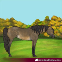 Horse Color:Buckskin Dun