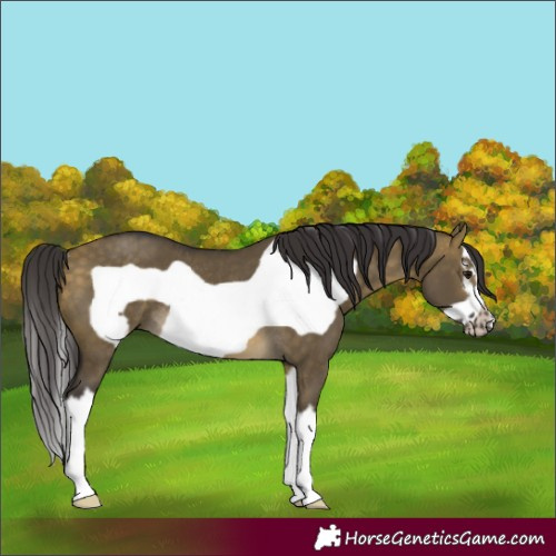 Horse Color:Buckskin Dun Splash Frame Rabicano 