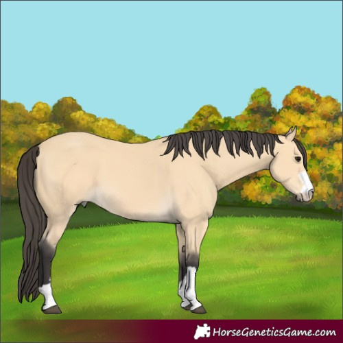 Horse Color:Buckskin 
