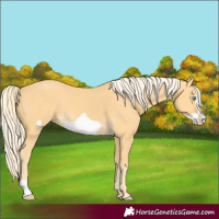 Horse Color:Gold Cream Champagne Frame 