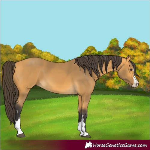 Horse Color:Buckskin 