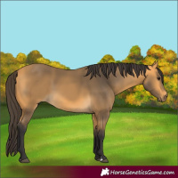Horse Color:Buckskin 