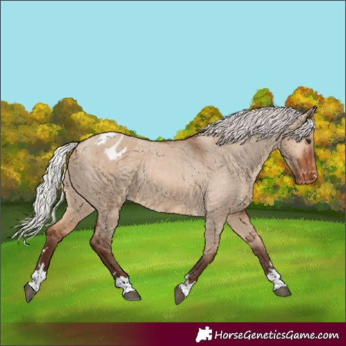 Horse Color:Silver Brown Dun Appaloosa 