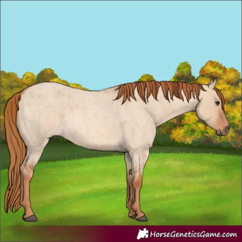 Horse Color:Red Dun Roan 