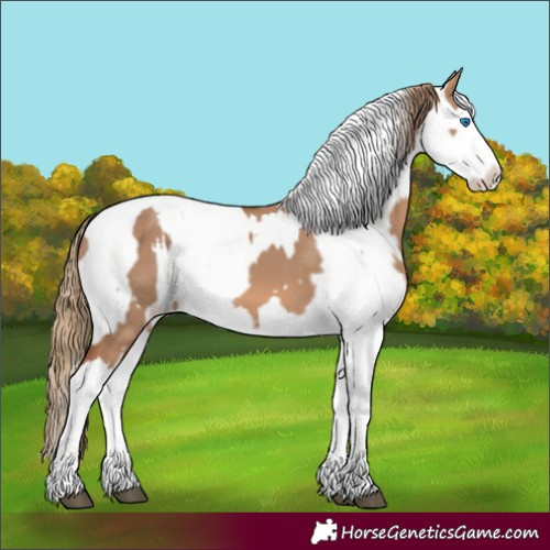 Horse Color:Red Dun Splash and White Spotted Red Dun Splash