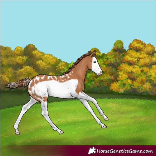 Horse Color:Chestnut Splash Frame Appaloosa 