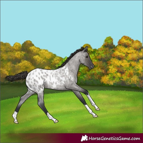Horse Color:Grullo Roan Appaloosa 