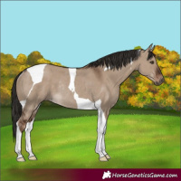 Horse Color:Liver Red Dun Tobiano Rabicano