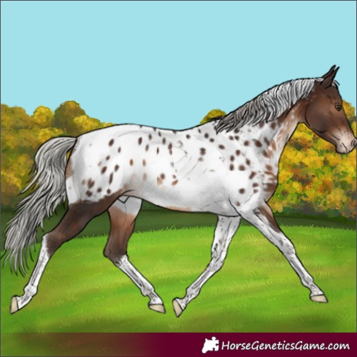 Horse Color:Silver Brown Tobiano Appaloosa Rabicano