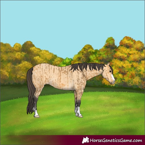Horse Color:Buckskin  and Buckskin 