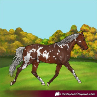 Horse Color:White Spotted Silver Bay