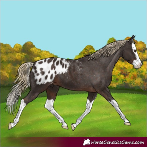 Horse Color:Liver Chestnut Splash Appaloosa 