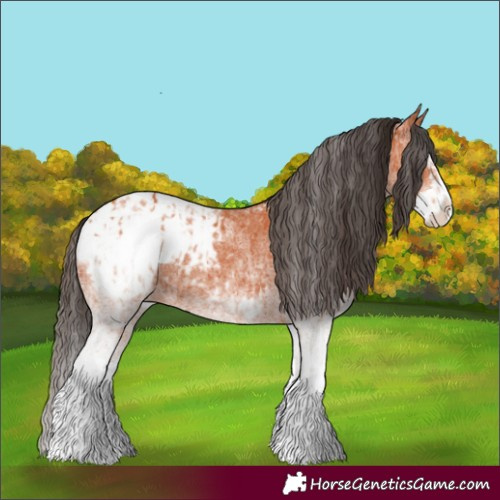 Horse Color:White Spotted Bay Splash Appaloosa and White Spotted Bay Splash Appaloosa