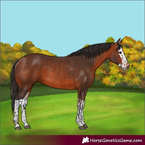 Horse Color:Unknown 