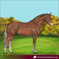 Horse Color:Chestnut Sabino 
