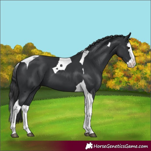 Horse Color:Black Splash Tobiano 